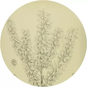 Pseudowintera traversii - 