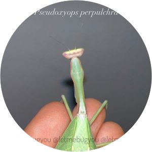 Pseudoxyops perpulchra