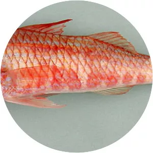 Pseudupeneus prayensis