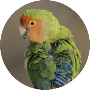 Psittaculidae - Birds