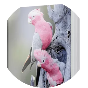 Psittaculture - Book by Tony Silva