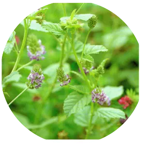 Psoralea corylifolia