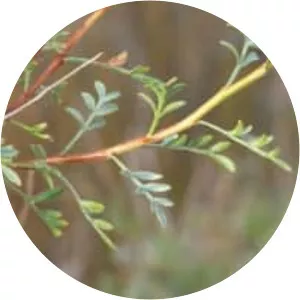 Psorothamnus arborescens - Plants