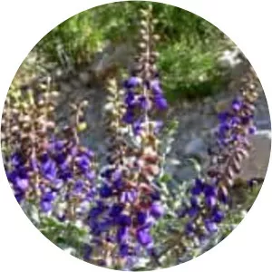 Psorothamnus fremontii - Plants