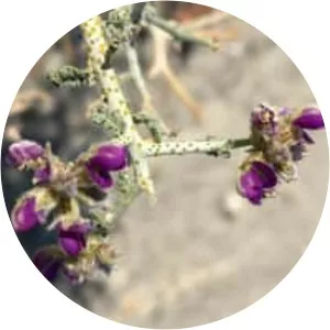 Psorothamnus polydenius