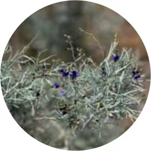 Psorothamnus schottii - Plants