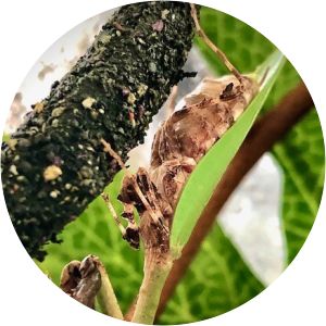Psychomantis malayensis