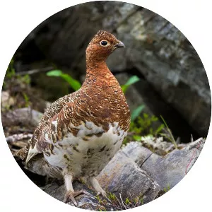 Ptarmigans
