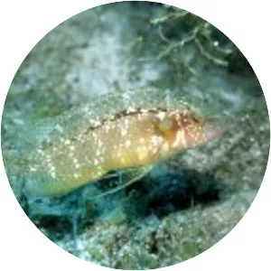 Pteragogus pelycus - 