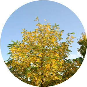 Pterocarya fraxinifolia