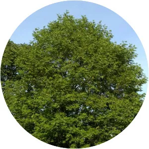 Pterocarya stenoptera - Plants