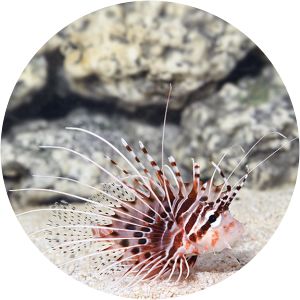 Pterois antennata