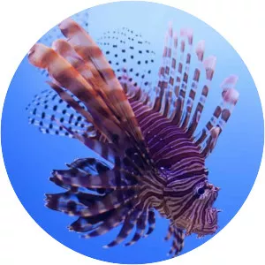 Pterois miles - Fish