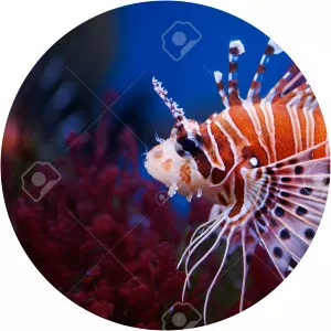 Pterois mombasae