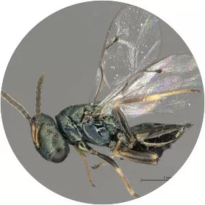 Pteromalus puparum - 