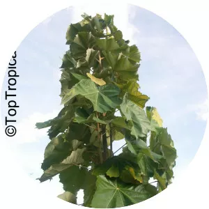 Pterospermum acerifolium