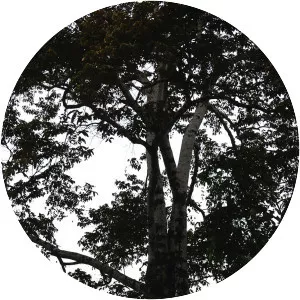 Pterospermum javanicum - 