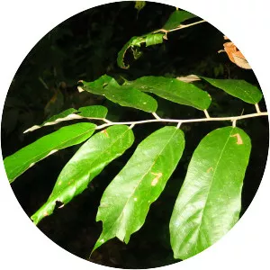 Pterospermum - Plants