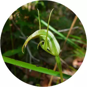 Pterostylis acuminata - 