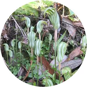 Pterostylis alobula - 