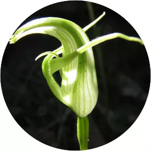 Pterostylis alpina