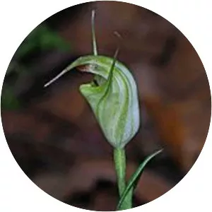 Pterostylis atrans - 