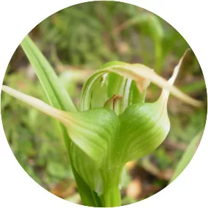 Pterostylis banksii - 