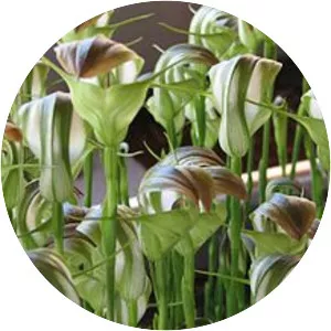 Pterostylis baptistii - 