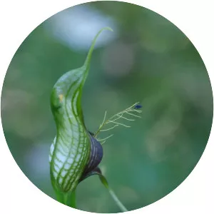 Pterostylis barbata - 