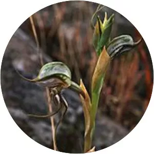 Pterostylis basaltica - 
