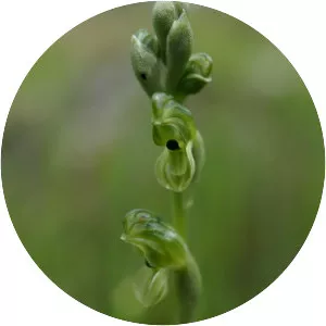 Pterostylis bicolor