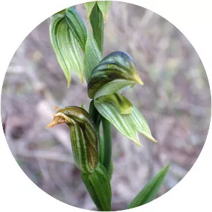 Pterostylis chlorogramma