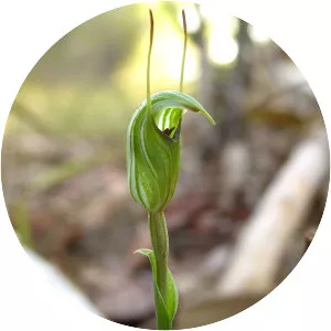 Pterostylis concinna - 