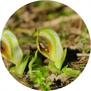 Pterostylis cucullata - 