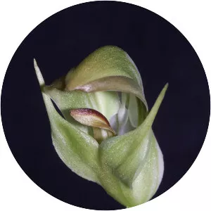 Pterostylis curta - 