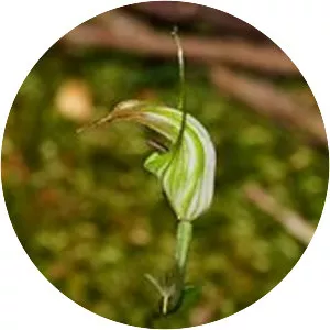 Pterostylis decurva - 