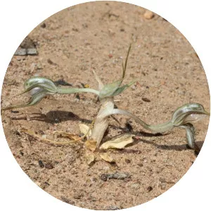 Pterostylis despectans - 