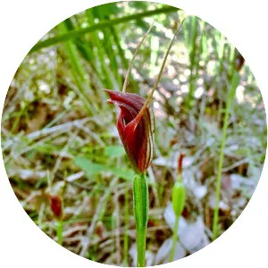 Pterostylis erecta - 