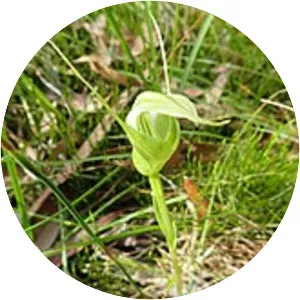 Pterostylis falcata