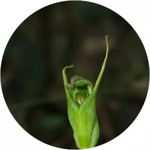 Pterostylis foliata