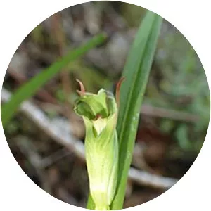 Pterostylis graminea - 