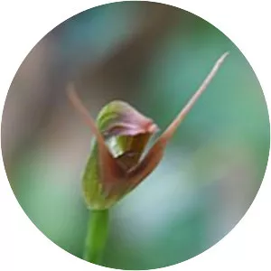 Pterostylis hildae - 