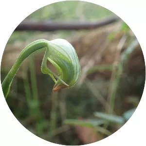 Pterostylis hispidula
