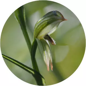 Pterostylis longifolia - 