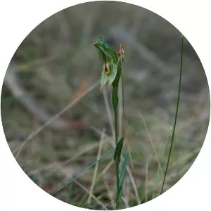 Pterostylis melagramma - 