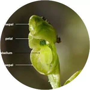 Pterostylis mutica - 