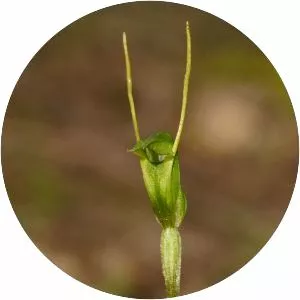 Pterostylis nana - 