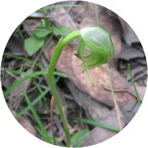 Pterostylis nutans - 