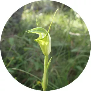 Pterostylis obtusa