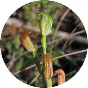Pterostylis parviflora - 